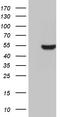 Basic Helix-Loop-Helix Family Member E40 antibody, TA810132S, Origene, Western Blot image 