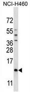 Sperm mitochondrial-associated cysteine-rich protein antibody, AP53944PU-N, Origene, Western Blot image 
