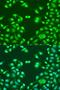 Nuclear Mitotic Apparatus Protein 1 antibody, LS-C330989, Lifespan Biosciences, Immunofluorescence image 
