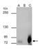 Sp2 Transcription Factor antibody, PA5-35984, Invitrogen Antibodies, Immunoprecipitation image 