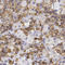 Neuronal Differentiation 4 antibody, HPA015545, Atlas Antibodies, Immunohistochemistry paraffin image 