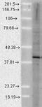 AHSA1 antibody, LS-C231398, Lifespan Biosciences, Western Blot image 
