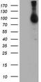 MEP antibody, LS-C173673, Lifespan Biosciences, Western Blot image 
