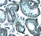 Izumo Sperm-Egg Fusion 1 antibody, A02772, Boster Biological Technology, Immunohistochemistry frozen image 