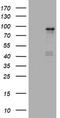 NBS antibody, TA801214BM, Origene, Western Blot image 