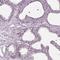 Sialic Acid Binding Ig Like Lectin 6 antibody, HPA009084, Atlas Antibodies, Immunohistochemistry frozen image 