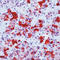 FSH antibody, LS-C87766, Lifespan Biosciences, Immunohistochemistry frozen image 
