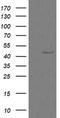 Calreticulin 3 antibody, CF505886, Origene, Western Blot image 