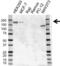 Erb-B2 Receptor Tyrosine Kinase 4 antibody, VMA00376, Bio-Rad (formerly AbD Serotec) , Western Blot image 