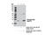 BCL2 Like 11 antibody, 12433S, Cell Signaling Technology, Immunoprecipitation image 