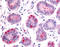 Hormonally up-regulated neu tumor-associated kinase antibody, TA340533, Origene, Immunohistochemistry frozen image 