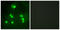 Protein hairless antibody, LS-C118684, Lifespan Biosciences, Immunofluorescence image 