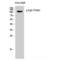 Kinesin-like protein KIF11 antibody, LS-C380963, Lifespan Biosciences, Western Blot image 