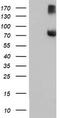 F-Box Protein 21 antibody, TA504049, Origene, Western Blot image 