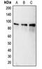 Calnexin antibody, MBS822266, MyBioSource, Western Blot image 