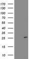 Sirtuin 5 antibody, CF503292, Origene, Western Blot image 