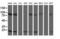 TP53RK Binding Protein antibody, TA800166, Origene, Western Blot image 