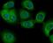 Golgi Associated PDZ And Coiled-Coil Motif Containing antibody, NBP2-75618, Novus Biologicals, Immunofluorescence image 
