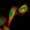 Cell Adhesion Molecule 4 antibody, PA5-52958, Invitrogen Antibodies, Immunofluorescence image 