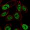 Zinc Finger Protein 473 antibody, HPA073309, Atlas Antibodies, Immunocytochemistry image 