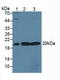 S-Phase Kinase Associated Protein 1 antibody, LS-C373427, Lifespan Biosciences, Western Blot image 