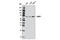 SUMO Specific Peptidase 1 antibody, 11929S, Cell Signaling Technology, Western Blot image 