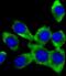 FER Tyrosine Kinase antibody, M01630, Boster Biological Technology, Immunofluorescence image 