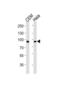 Signal Transducer And Activator Of Transcription 1 antibody, abx034925, Abbexa, Western Blot image 