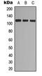 EPH Receptor A7 antibody, abx121600, Abbexa, Western Blot image 