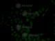 Keratin 5 antibody, A2662, ABclonal Technology, Immunofluorescence image 