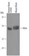 Neuronal Growth Regulator 1 antibody, AF5394, R&D Systems, Western Blot image 