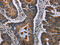 Excitatory amino acid transporter 4 antibody, CSB-PA942193, Cusabio, Immunohistochemistry frozen image 