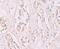 Storkhead Box 2 antibody, PA5-21063, Invitrogen Antibodies, Immunohistochemistry frozen image 