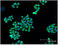 BCL2 Antagonist/Killer 1 antibody, ADI-AAP-030-F, Enzo Life Sciences, Immunofluorescence image 