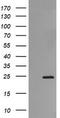 RAB21, Member RAS Oncogene Family antibody, TA505737BM, Origene, Western Blot image 