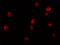 Lysine-specific demethylase 6B antibody, 6657, ProSci, Immunofluorescence image 