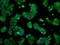 GLGB antibody, MA5-25030, Invitrogen Antibodies, Immunocytochemistry image 