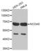 Nuclear Receptor Coactivator 5 antibody, abx002501, Abbexa, Western Blot image 