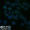 Nuclear Membrane Marker  antibody, NBP2-34696AF488, Novus Biologicals, Immunofluorescence image 