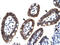 DIX Domain Containing 1 antibody, orb331434, Biorbyt, Immunohistochemistry paraffin image 