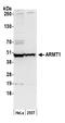 Acidic Residue Methyltransferase 1 antibody, A305-731A-M, Bethyl Labs, Western Blot image 