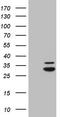Mitochondrial Ribosome Recycling Factor antibody, CF806216, Origene, Western Blot image 