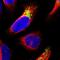 Malate dehydrogenase, mitochondrial antibody, NBP1-89540, Novus Biologicals, Immunocytochemistry image 