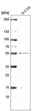 Melanoma antigen preferentially expressed in tumors antibody, AMAb91330, Atlas Antibodies, Western Blot image 