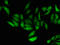 Spermatid nuclear transition protein 1 antibody, orb51110, Biorbyt, Immunocytochemistry image 