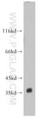 ELAV Like RNA Binding Protein 3 antibody, 55047-1-AP, Proteintech Group, Western Blot image 