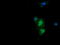 ETS Transcription Factor ERG antibody, LS-C174667, Lifespan Biosciences, Immunofluorescence image 