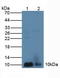 NPS-PLA2 antibody, LS-C314969, Lifespan Biosciences, Western Blot image 