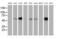 Exonuclease 3'-5' Domain Containing 1 antibody, MA5-25350, Invitrogen Antibodies, Western Blot image 