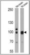 Discs Large MAGUK Scaffold Protein 4 antibody, NB300-556, Novus Biologicals, Western Blot image 